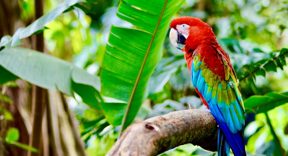 Exotische vogels op Colombia Exotische vogels op Colombia